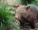 森林漫步和袋熊探访之旅——Wombat Discovery Tours