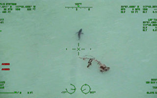 橙县达纳点海滩拍到15只大白鲨