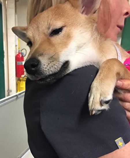 受到虐待、名为Aniki的柴犬，被旧金山动物护理与管理局托管。（旧金山动物护理与管理局提供）
