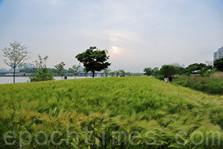 五月中旬的韓國首爾漢江公園（二村洞地區）一望無際的青麥田。（全景林／大紀元）