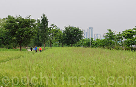五月中旬的韓國首爾漢江公園（二村洞地區）一望無際的青麥田。（全景林／大紀元）