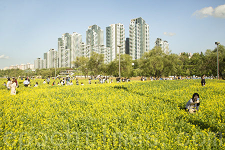 五月中旬的韓國首爾漢江瑞來島（瑞草區盘浦地區）金黃的油菜花於漢江形成風景如畫的美景。（全景林／大紀元）