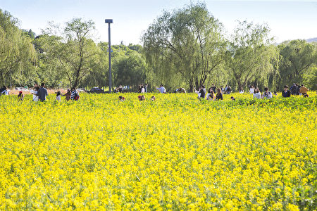 五月中旬的韓國首爾漢江瑞來島（瑞草區盘浦地區）金黃的油菜花於漢江形成風景如畫的美景。（全景林／大紀元）