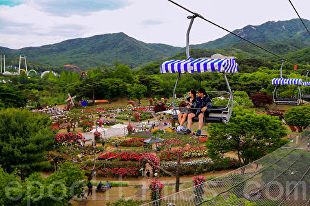 韓國首爾大公園玫瑰花盛開，慶典期間為5月27日至6月11日，園內有許多特色造景。(全景林/大紀元)