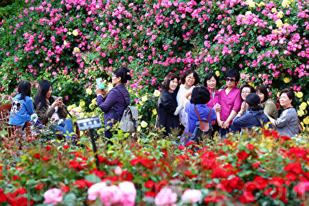 韓國首爾大公園玫瑰花盛開。首爾大公園玫瑰花慶典期間為5月27日至6月11日。(全景林/大紀元)