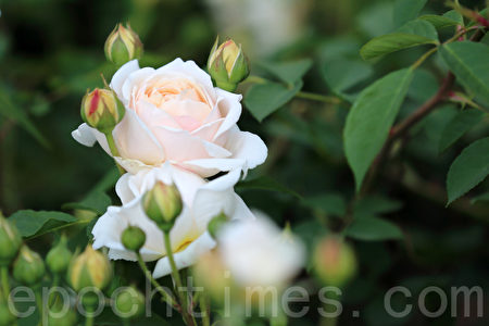 韓國首爾大公園玫瑰花盛開。首爾大公園玫瑰花慶典期間為5月27日至6月11日。(全景林/大紀元)