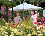 组图：首尔大公园 玫瑰花浪漫盛开