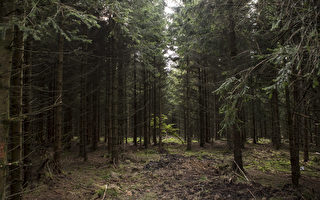 RODACHERBRUNN, GERMANY - OCTOBER 17: Trees stand in the forest where the remains of Peggy Knobloch, a nine-year-old murdered in 2001, were found in 2015 on October 17, 2016 near Rodacherbrunn, Germany. German authorities announced Friday that recently-discovered DNA evidence possibly links Uwe Boenhardt, the neo-Nazi NSU member who participated in the six-year murder spree of nine immigrants and one policewoman, to the case. Peggy Knobloch disappeared on her way to school in 2001 and a mentally-handicapped man was later convicted of her murder, though he was released for lack of evidence after serving ten years in prison. Her body was finally found in 2015 and according to police DNA on a tiny piece of cloth found next to her remains is from Uwe Boenhardt. Speculation is now rife whether he might have killed her, as he was once questioned in another pedophile murder case. Also, Peggy's mother was a recent convert to Islam, which might provide a further motive for the killing. Boenhardt and Uwe Mundlos, both neo-Nazis, committed a series of bank robberies as well as murders of immigrants between 2000 and 2006 before the two men committed suicide after being cornered by police in 2011. Their companion Beate Zschaepe is currently on trial in Munich. (Photo by Jens-Ulrich Koch/Getty Images)