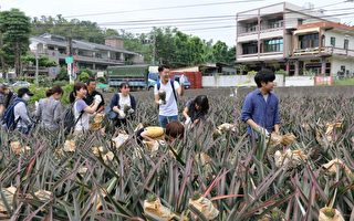 客製化「旺來之旅」，日本遊客採鳳梨。（高市農業局提供）