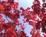 太平山夏季賞楓正當時