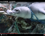 1200萬噸塑膠垃圾 海洋生態浩劫