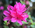 庭院：趣谈植物名—杜鹃