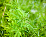被禁80年 大麻籽终获合法食品身份