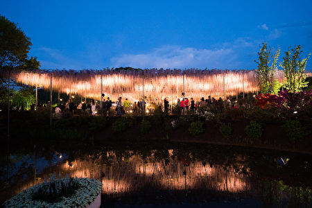 日本栃木足利花卉公園曾被美國CNN選為「全球十大夢幻旅遊景點」之一。4月中旬到5月中旬，在9萬多平方公尺的園區內，滿園處處是藤花垂掛美景。（野上浩史／大紀元）
