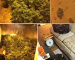 柯汶纳警方寻味查获大麻窝