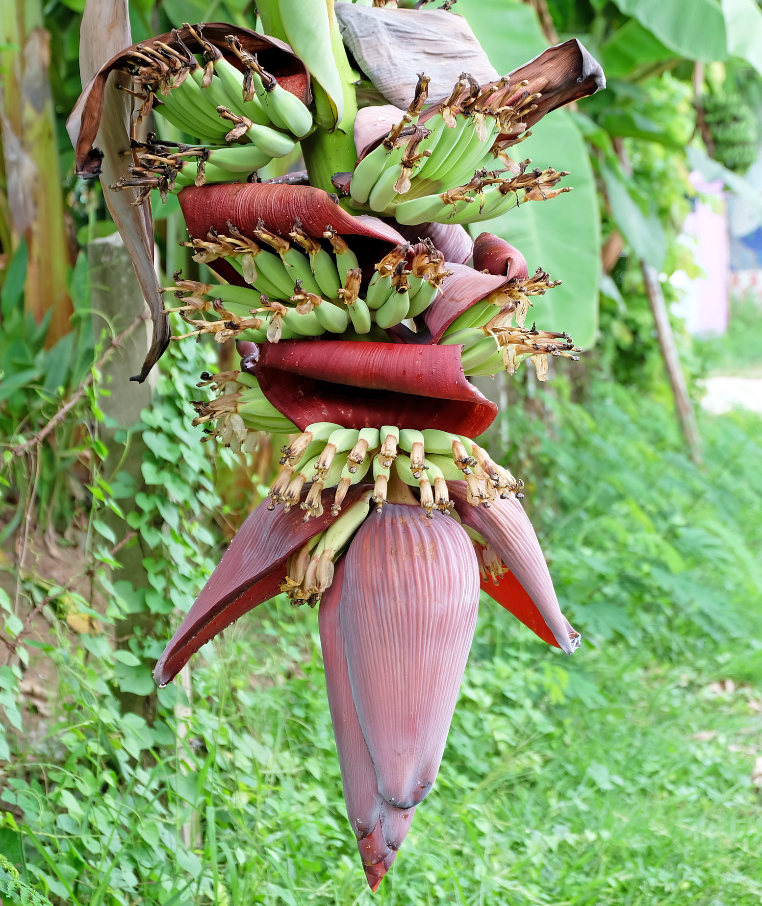香蕉一身都是寶皮和花都可入藥 香蕉皮 香蕉花 香蕉功效 大紀元