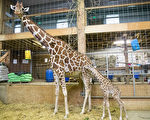 波士頓富蘭克林動物園長頸鹿產崽