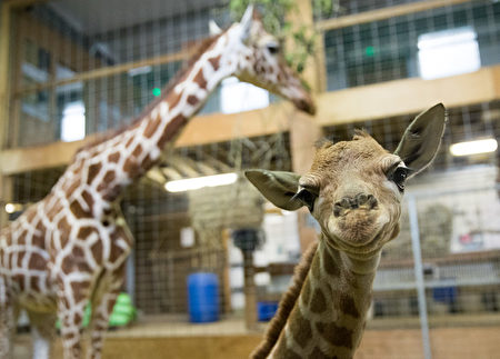 剛出生一天時的小長頸鹿Gus。(Matt Cardy/Getty Images)
