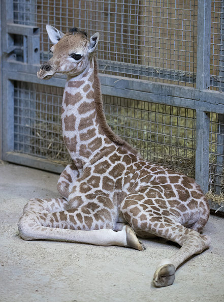 剛出生一天時的小長頸鹿Gus。(Matt Cardy/Getty Images)Matt Cardy/Getty Images)