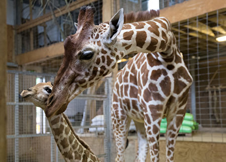 剛出生一天時的小長頸鹿Gus和牠的媽媽。(Matt Cardy/Getty Images)