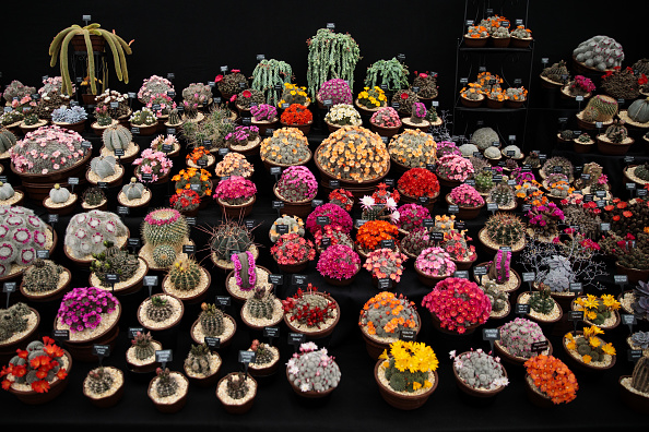 LONDON, ENGLAND - MAY 22: Varieties of cacti on display at the Chelsea Flower Show on May 22, 2017 in London, England. The prestigious Chelsea Flower Show, held annually since 1913 in the Royal Hospital Chelsea grounds, is open to the public from the 23rd to the 27th of May, 2017. (Photo by Jack Taylor/Getty Images)