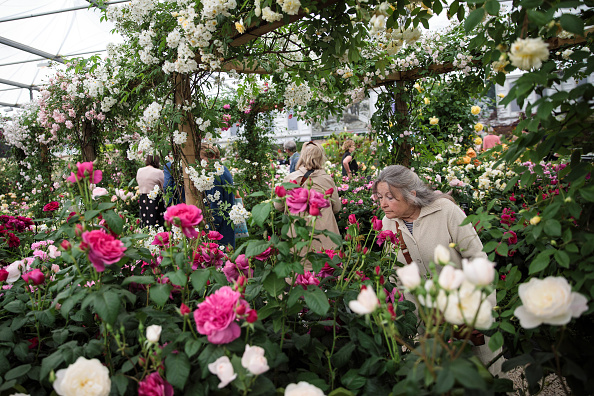 LONDON, ENGLAND - MAY 22: A visitor smells a flower in a rose garden at the Chelsea Flower Show on May 22, 2017 in London, England. The prestigious Chelsea Flower Show, held annually since 1913 in the Royal Hospital Chelsea grounds, is open to the public from the 23rd to the 27th of May, 2017. (Photo by Jack Taylor/Getty Images)