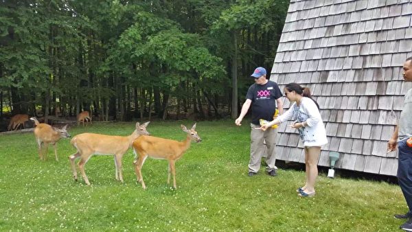 遊客餵食小鹿。（大紀元）