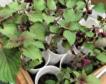 夏季来临 中医师传授养生基础