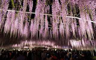 足利花卉公园曾被美国CNN选为“全球十大梦幻旅游景点”之一。园中紫藤花开季节，会在晚间点上灯光，便是被认定为日本夜景遗产的“夜之藤”，一种梦幻的景色。（野上浩史／大纪元）