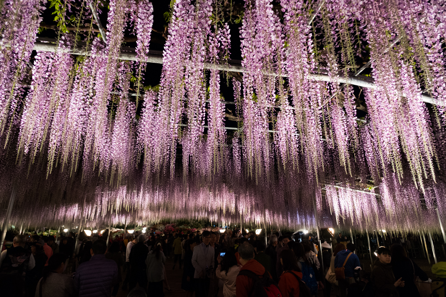 全球十大梦幻景点之一 日足利花卉公园紫藤树 | 日本 | 栃木 | 大纪元
