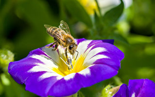 謊稱中國花粉產自新西蘭 紐公司被罰52萬