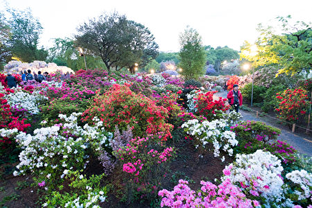 日本栃木足利花卉公園曾被美國CNN選為「全球十大夢幻旅遊景點」之一。一年四季都有鮮花可以欣賞。（野上浩史／大紀元）