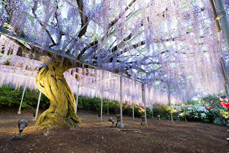 日本栃木足利花卉公園曾被美國CNN選為「全球十大夢幻旅遊景點」之一。4月中旬到5月中旬，在9萬多平方公尺的園區內，滿園處處是藤花垂掛美景。（野上浩史／大紀元）
