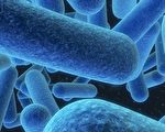 肥胖、憂鬱、炎症 取決於「細菌器官」?