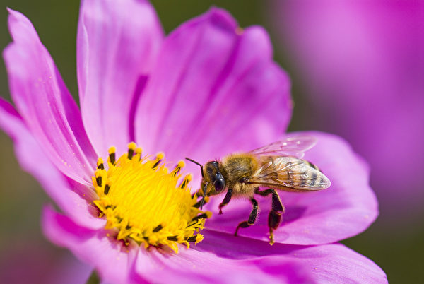 蜜蜂是令人惊叹的小小工人。(Jack Hong/Shutterstock)