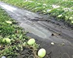 水稻倒伏西瓜浸水  中市农损目前70公顷