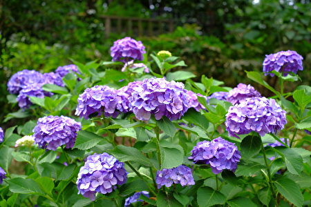 6月是日本的梅雨季节，也是紫阳花盛开的季节。（野上浩史／大纪元）
