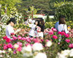 组图：首尔奥林匹克公园 玫瑰飘香