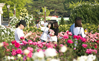 組圖：首爾奧林匹克公園 玫瑰飄香