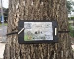 中市行道树有身份证 扫QR Code辨识树籍