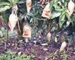 高市农损1千万元  姜受损最严重
