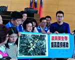 虫害豪雨重创  台中荔枝今年恐剩一成
