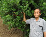 初夏酸甜好滋味 八里樹梅限時供應