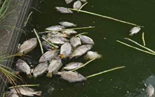 吳郭魚出現異常死亡，每天有好幾百隻。（桃園農業局／提供）