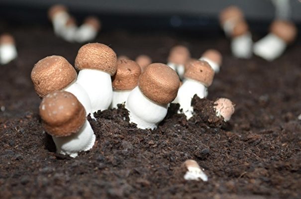 沛锦农创育成中心种植的巴西蘑菇。（沛锦农创育成中心提供） 