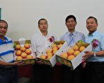 三星上將梨上市 九分熟 甜度11以上
