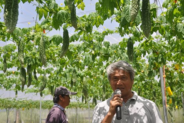 奇萊美地有機農場農友蔡志峰經驗分享指出，苦瓜‘花蓮6號’生長勢強，產量高，栽培容易。（詹亦菱／大紀元）