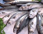 台替鯖魚請命 8划手橫渡黑潮300公里