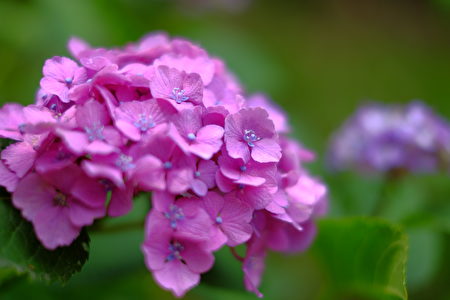6月是日本的梅雨季節，也是紫陽花盛開的季節。（野上浩史／大紀元）