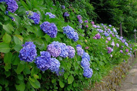 6月是日本的梅雨季节，也是紫阳花盛开的季节。（野上浩史／大纪元）